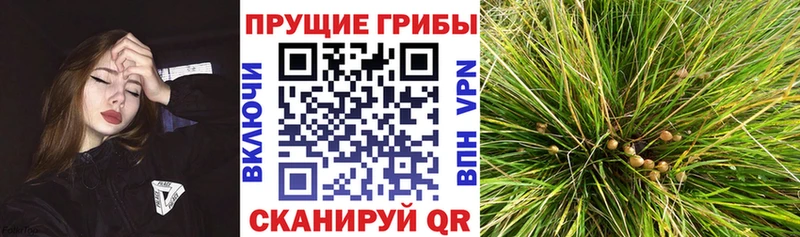 купить наркотики цена  Еманжелинск  Псилоцибиновые грибы Cubensis 
