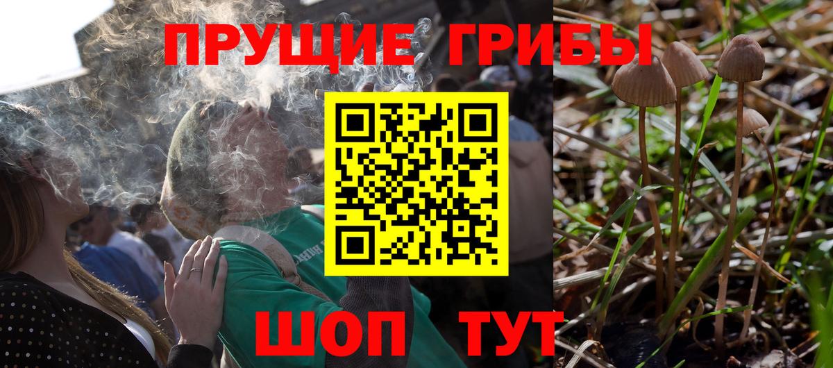 Галлюциногенные грибы Psilocybe  Вход с VPN  Еманжелинск 